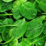 Picture of raw spinach leaves. Great for promoting gut health.