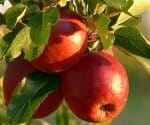 An picture of apples on the tree. Apples are a great way to ensure your good gut health