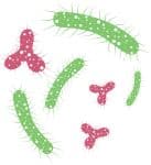 an image showing good gut bacteria feeding on the prebiotic fibre to keep your gut healthy