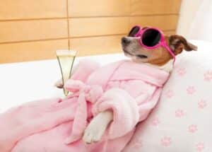 A dog in pink robe and sunglasses relaxing with a gals of champagne