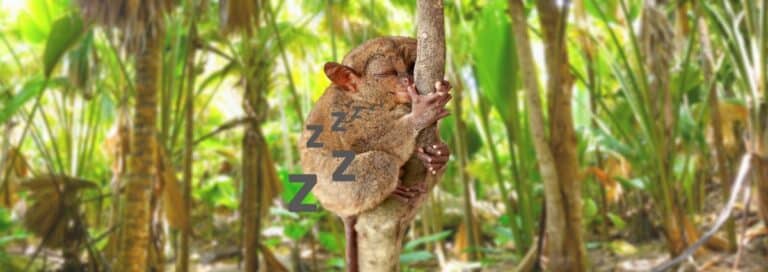 Picture of a sleeping naimal o n a tree with ZZZZ all around it. Sleep and gut health go together.